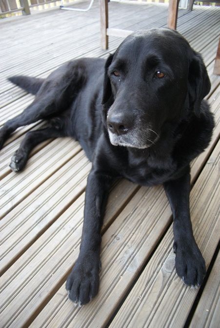 Wallu 29.3.2005-25.3.2014