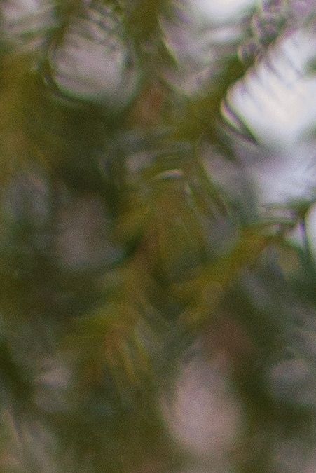 Mango (Buckthorn's Mango) 6.3.2011- 1.8.2019